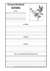 Pflanzensteckbrief-Schlehe-SW.pdf
